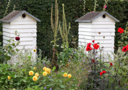 Urban Beekeeping - Bienenhaltung in der Stadt