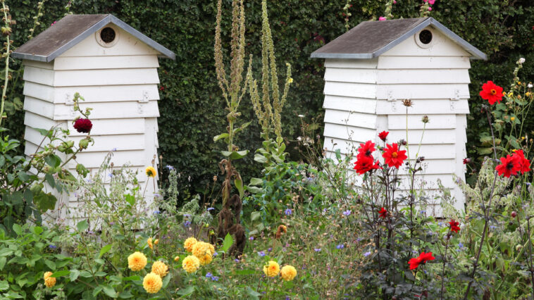 Urban Beekeeping - Bienenhaltung in der Stadt