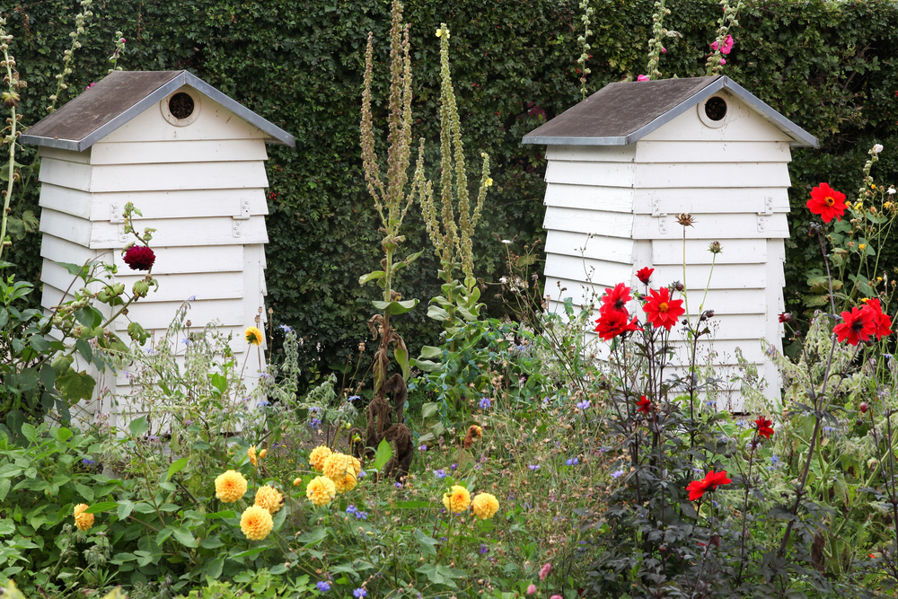 Urban Beekeeping - Bienenhaltung in der Stadt