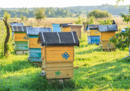 Bienenstandorte richtig wählen - Standortanalyse und ihre Bedeutung in der Imkerpraxis