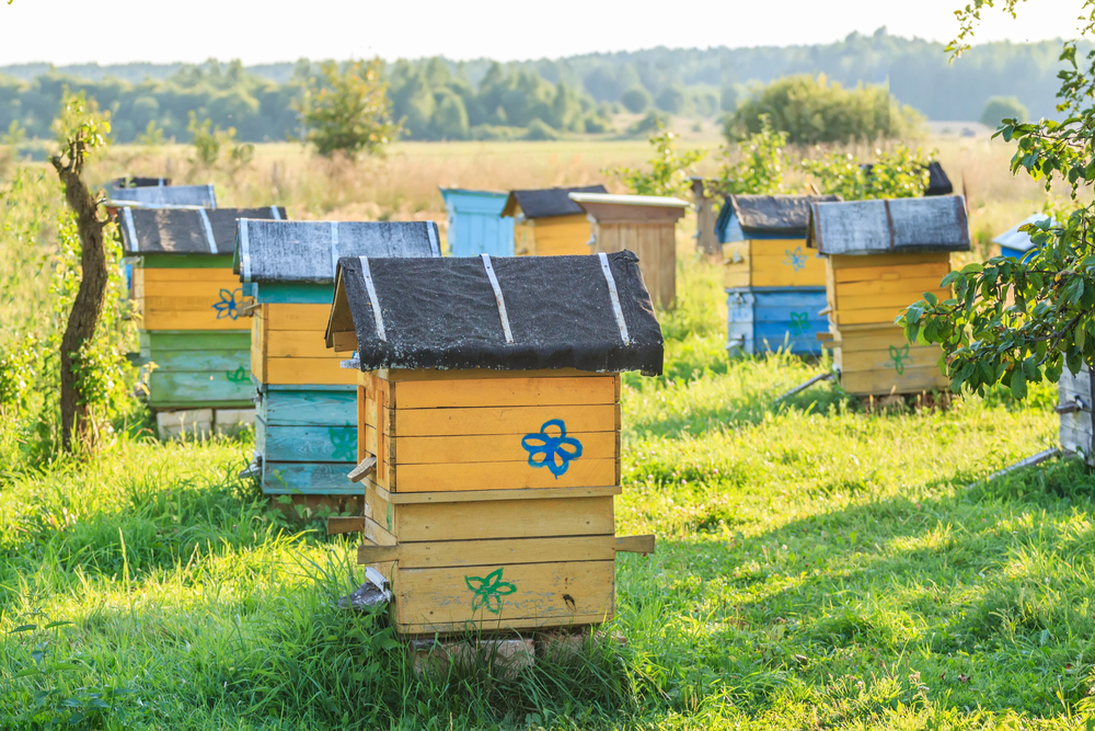 Bienenstandorte richtig wählen - Standortanalyse und ihre Bedeutung in der Imkerpraxis