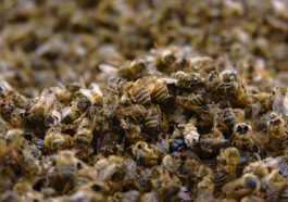 Das Bienensterben - Ursachen und was jeder dagegen tun kann