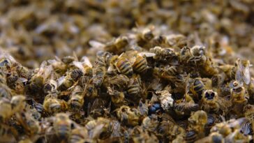 Das Bienensterben - Ursachen und was jeder dagegen tun kann