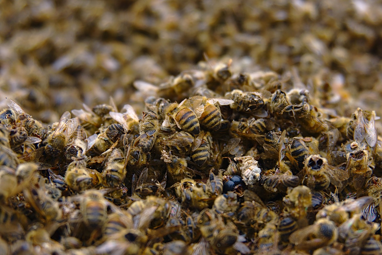 Das Bienensterben - Ursachen und was jeder dagegen tun kann