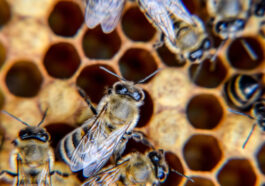 Wie Bienen kommunizieren - Der faszinierende Bienentanz