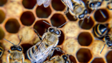 Wie Bienen kommunizieren - Der faszinierende Bienentanz