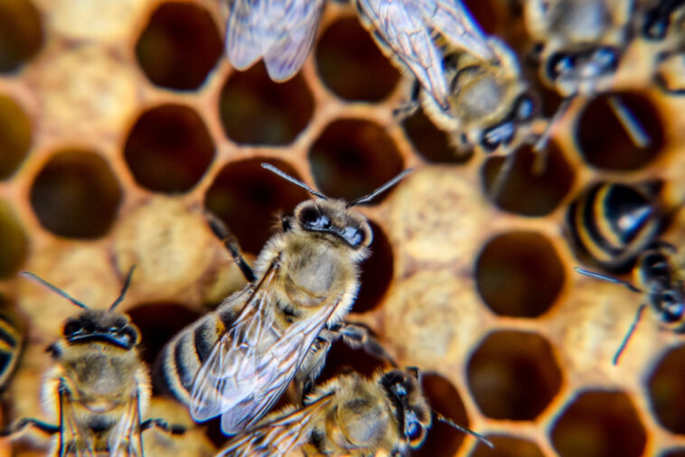 Wie Bienen kommunizieren - Der faszinierende Bienentanz