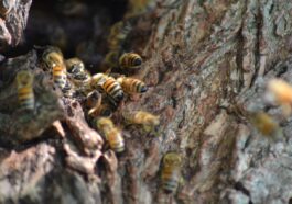 Die Rolle von Wildbienen im Gegensatz zu Honigbienen
