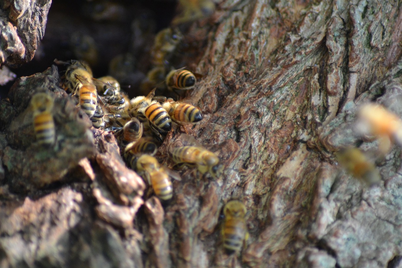 Die Rolle von Wildbienen im Gegensatz zu Honigbienen