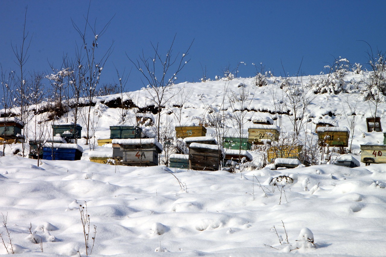 Imkerpraxis im Winter - Wie Bienenvölker optimal durch die kalte Jahreszeit kommen