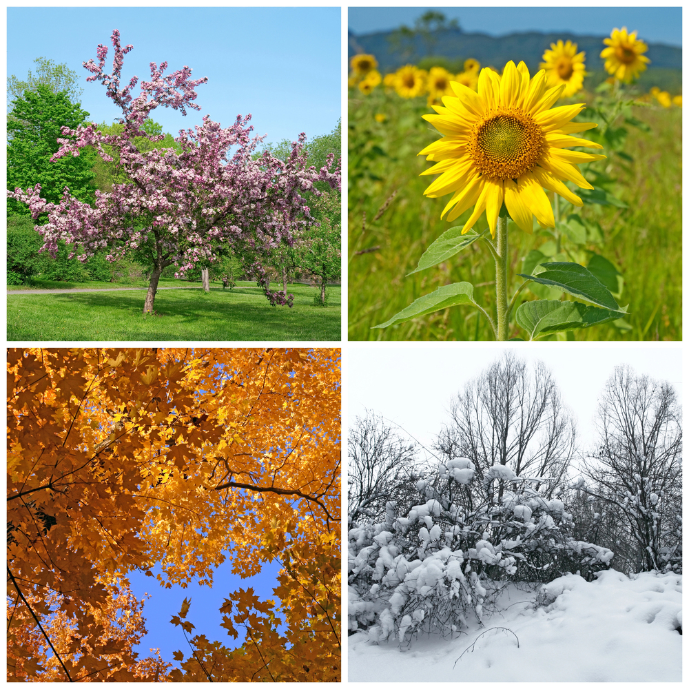 Das Leben der Honigbiene im Jahreszyklus - Frühling bis Winter