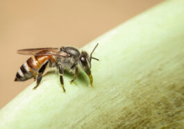 Die Zwergbiene (Apis florea) - Klein, aber effektiv in der Bestäubung