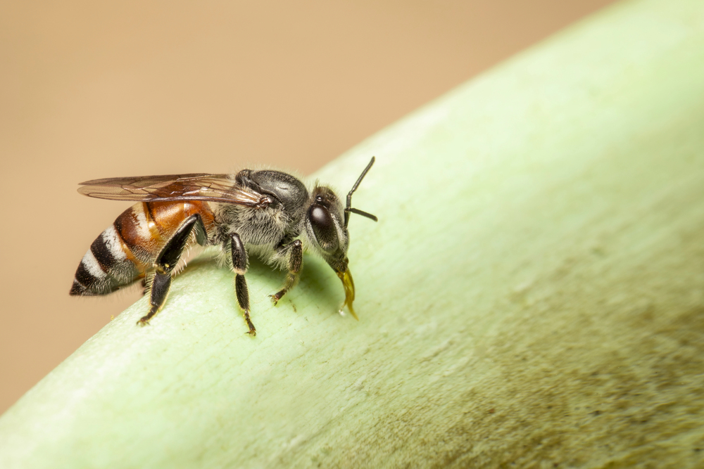 Die Zwergbiene (Apis florea) - Klein, aber effektiv in der Bestäubung