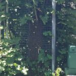 Verirrte Bienen lösen Polizeieinsatz am Bahnhof Siegen aus