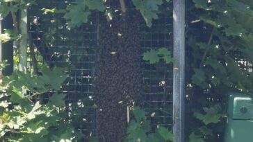 Verirrte Bienen lösen Polizeieinsatz am Bahnhof Siegen aus