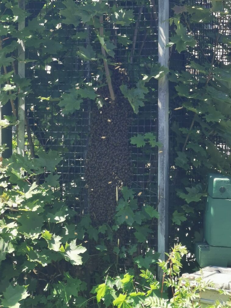 Verirrte Bienen lösen Polizeieinsatz am Bahnhof Siegen aus
