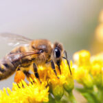 Weltbienentag 2025 – Die Honigbiene im Zentrum unserer Zukunft
