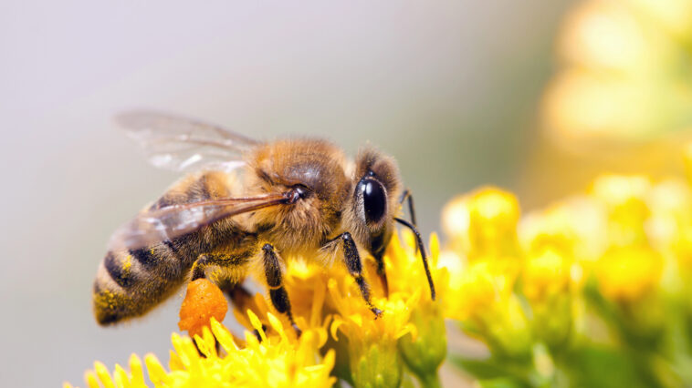 Weltbienentag 2025 – Die Honigbiene im Zentrum unserer Zukunft