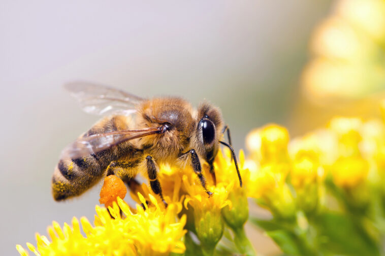 Weltbienentag 2025 – Die Honigbiene im Zentrum unserer Zukunft