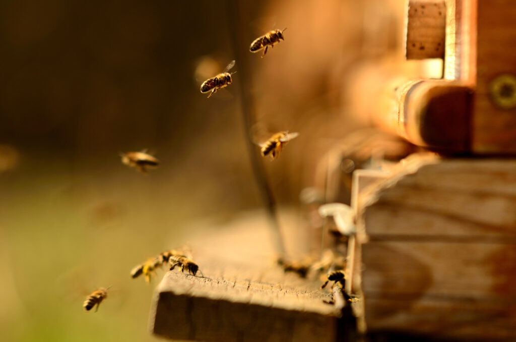 Weltbienentag 2025 – Die Honigbiene im Zentrum unserer Zukunft